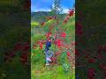 Chinese apple farming in China's #shorts #tiktok #shortvideo #youtubeshorts #ytshorts #new #usa