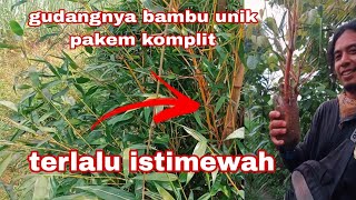 lakukan cara ini dan buktikan sendiri#cawoktv