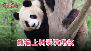 熊猫上树表演绝技，把隔壁熊看傻了，可爱的国宝！A panda shows its magic to climb the tree.