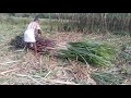 how to remove sugarcane crop in my garden చెరుకు పంట ఎలా తీస్తారు