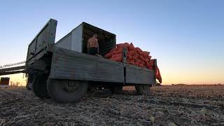 Перегруз с запахом: адская погрузка в поле!