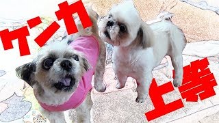 ほんとにシーズー？同じ犬種でもこんなに性格が違います