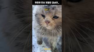 우연히 만난 꼬질한 길냥이