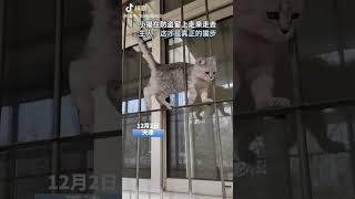 Real Catwalk 这才是真正的猫步