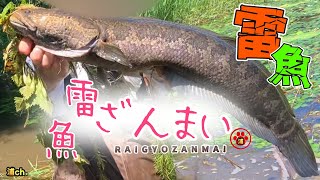 【雷魚釣行記】雷魚ざんまい🐸