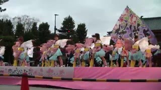 準サクヨサ大賞　桜道里　2016京都さくらよさこい