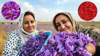 Harvesting saffron from Iranian lands