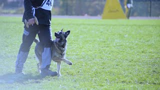 Schutzhund - Unleashed