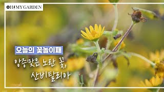 [꽃놀이패] EP10_산비탈리아_앙증맞은 노란 꽃 Sanvitalia procumbens