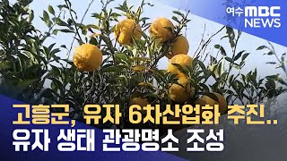 고흥군, 유자 6차산업화 추진.. 유자 생태 관광명소 조성 (230818금/뉴스데스크)