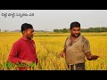 చిట్టి పొట్టి సన్న వరి రకం supet food farming paddy rice