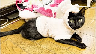 保護子猫をモコモコにしたらこうなりました