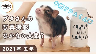 【 撮影の裏側 】マイクロブタさん撮影会🐽✨- mipigの日常 -【 動物 カフェ 東京 ペット ぶた 】