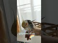 オカメインコ　マイブーム✨