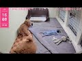 【生配信】 トイプードル 子犬 49日齢 【2025 1 12】