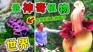 世界最奇特植物：你見過「腸子」從地上長出來的嗎？或者会流血的树你见过吗？