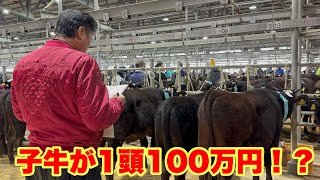 【神戸牛】淡路へセリ市で２頭子牛を購入しました