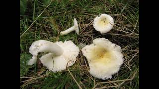 Russula solaris