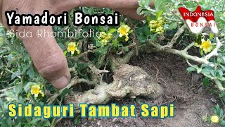 Yamadori Bonsai Sidaguri Terunik Terbesar Sida Rhombifolia Bonsai