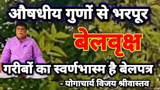 AYURVEDA. बेलवृक्ष में छिपा है स्वास्थ का खजाना। जानिए बेलवृक के औषधीय गुणों के बारे में।