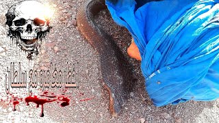 ☠️أخطر مغامرة نعست 🔞حدا أخطر أفعى الكوبرا⛔ في العالم نطلب من الله السلامة🤲