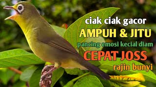 CIAK CIAK GACOR KECIAL KUNING GESIT || AMPUH DAN JITU PANCING EMOSI KECIAL DIAM CEPAT JOSS