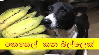 කෙසෙල්  කන බල්ලෙක්  A banana-eating dog