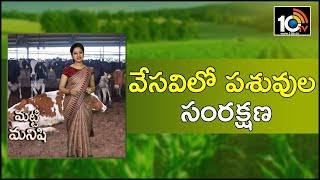 వేసవిలో పశువుల సంరక్షణ..| Livestock Care in the Summer | Matti Manishi | 10TV News