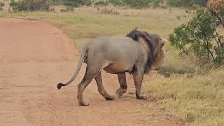 Lion at Addo Elephant National Park, Eastern Cape, South Africa.