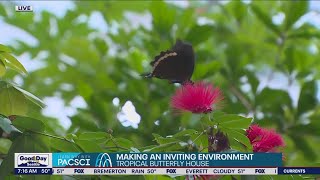 Touring Pacific Science Center's butterfly house