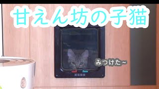 ベンガル子猫のあめ　4か月まだまだ甘えん坊です