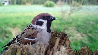 Feldsperlinge (Passer montanus)