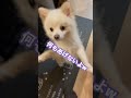 ショートvol.100 キッチンの中のミルキーくん🍳 キッチン 料理 ポメラニアン pomeranian 癒し動画 可愛い犬