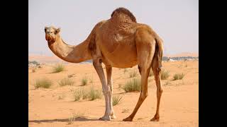 camel sounds