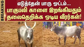 Alanganallur Jallikattu 2025 | Bahubali Bull | Madurai | Sun News