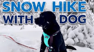 Winter Walk in Ounasvaara (Rovaniemi - Finland) 🏔 Snowy Forest Hike with our Labrador Retriever