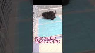 ＃恐ろしい寄生虫#珍しい#犬#病気#ゆずぽん#癒し犬#shorts