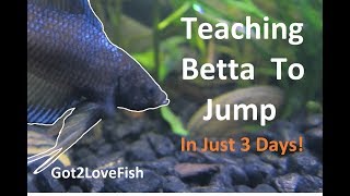 Teaching a Betta to Jump in 3 Days!