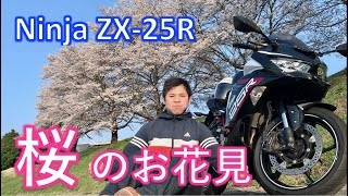 【初ツーリング旅】 レンタルバイクで桜のお花見に行ってきたよ