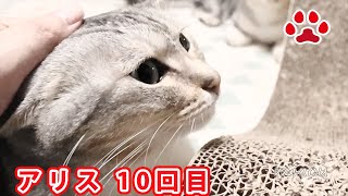 アリス猫部屋訪問10回目 似てる猫  Alice, was 10th visit to Cats room