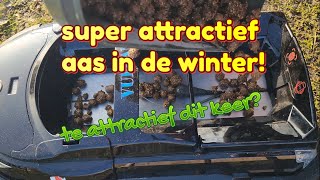 Super attractief aas in de winter! TE acttractief dit keer?