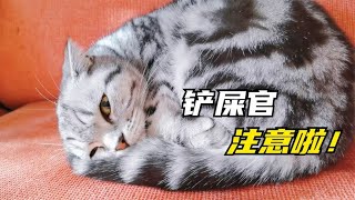 养猫的铲屎官注意了，冬季切记不要做这件事，不然猫咪真的会生病