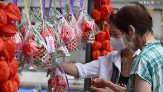 夏の風物詩、浅草寺で「ほおずき市」