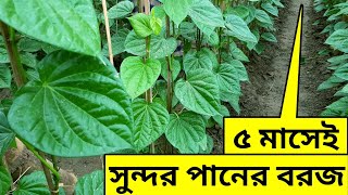 ৫ মাসের পানের বরজ থেকে মাসে আসছে ১২ হাজার || Betel Leaf in Bangladesh