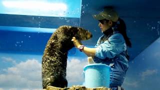 20150625【ラッコフィーディングタイム@サンシャイン水族館】 Sea otter