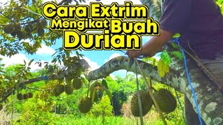 CARA MENGIKAT DURIAN POHON TINGGI