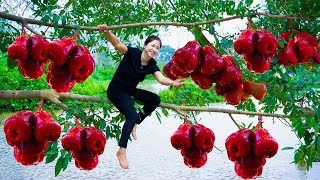 Harvesting Wax Apple \u0026 Goes To Market Sell | Gardening And Cooking | Lý Tiểu Vân