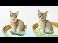 子猫の成長度合いがよくわかる動画です【ソマリブルー】