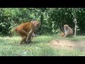 Wildlife || wild animals || wild monkeys