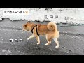 午前と午後の雪